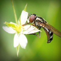 /album/bronseuriru/photolia-a02-jpg/