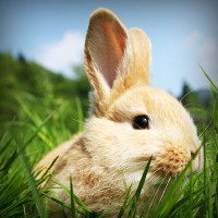 /album/bronseuriru/photolia-a03-jpg/